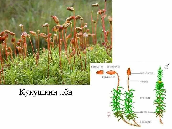 Кукушкин лен фото строение Рисунки кукушкин лен