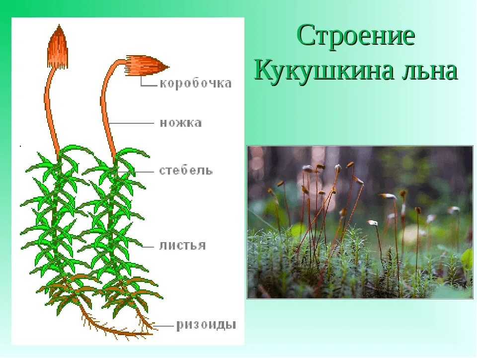 Кукушкин лен фото строение Кукушкин лен строение фото Shkola-2.ru