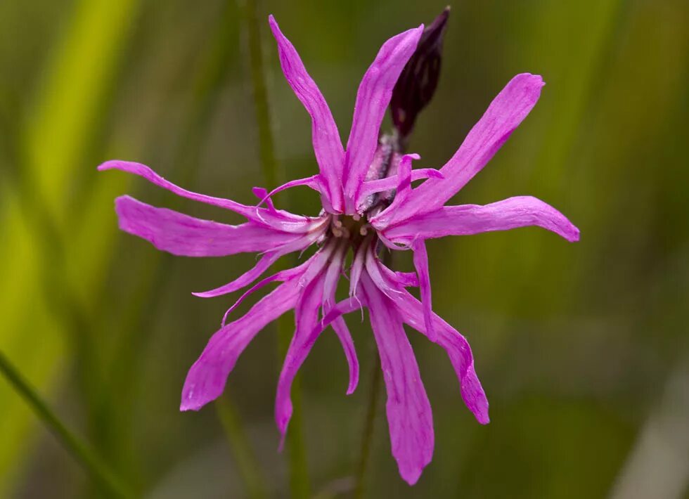 Кукушкина трава фото Coccyganthe flos-cuculi - Image of an specimen - Plantarium