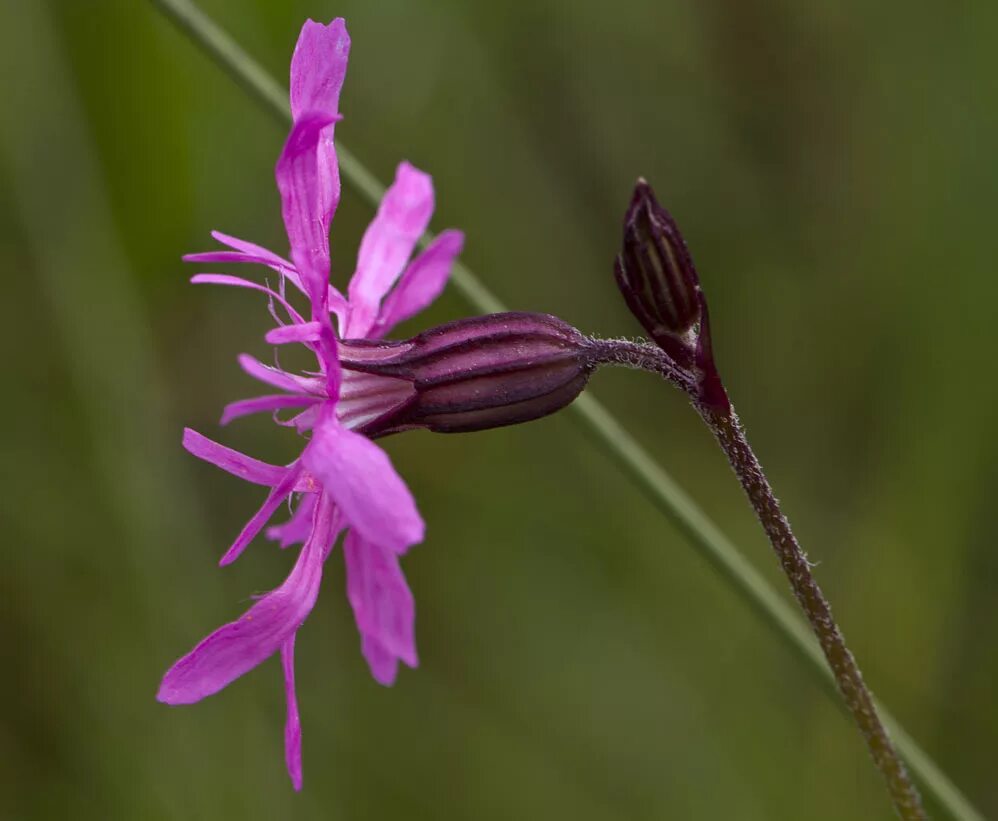 Кукушкина трава фото Coccyganthe flos-cuculi - Image of an specimen - Plantarium
