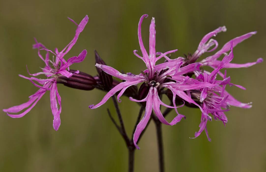 Кукушкина трава фото Coccyganthe flos-cuculi - Image of an specimen - Plantarium