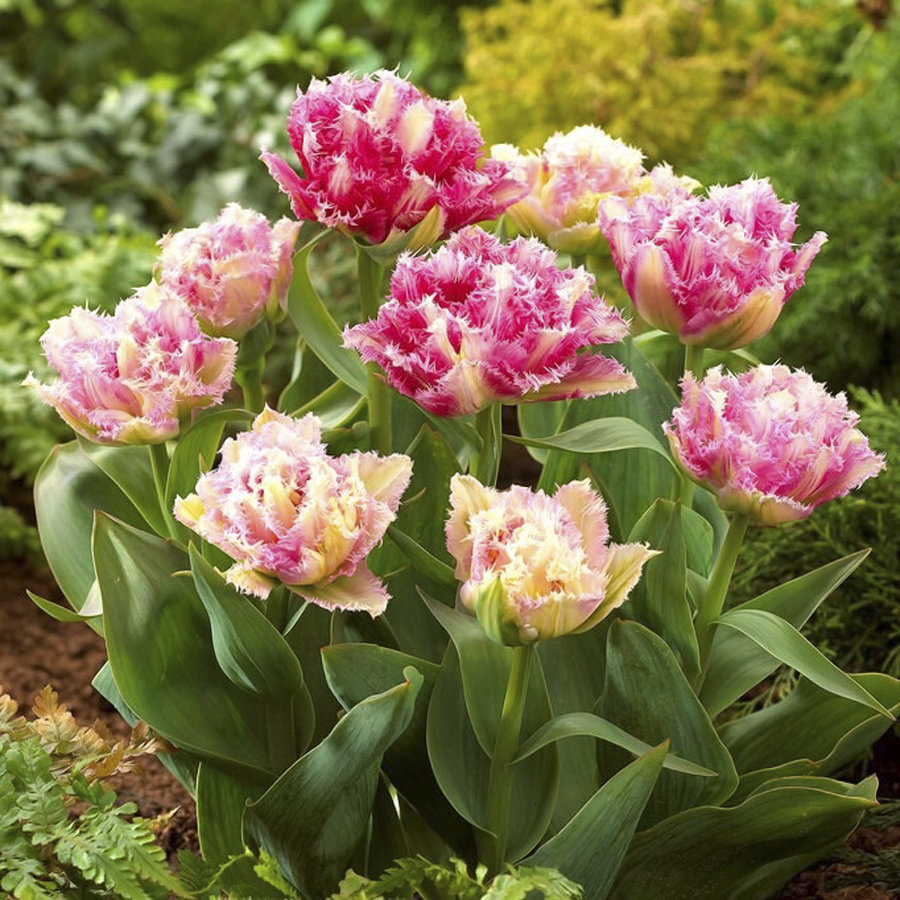 Кул кристалл тюльпан фото Купить тюльпан кул кристал (tulipa cool crystal), 5 шт (разбор 12/14) по цене 59