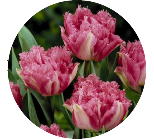Кул кристалл тюльпан фото Тюльпан Cool Crystal (Кул Кристал) Flowers, Plants, Vegetables