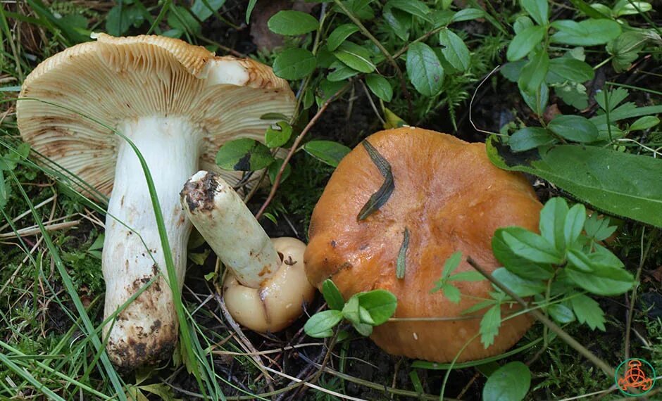 Кулаки грибы фото Валуй - Russula foetens - Грибы Уломы Железной