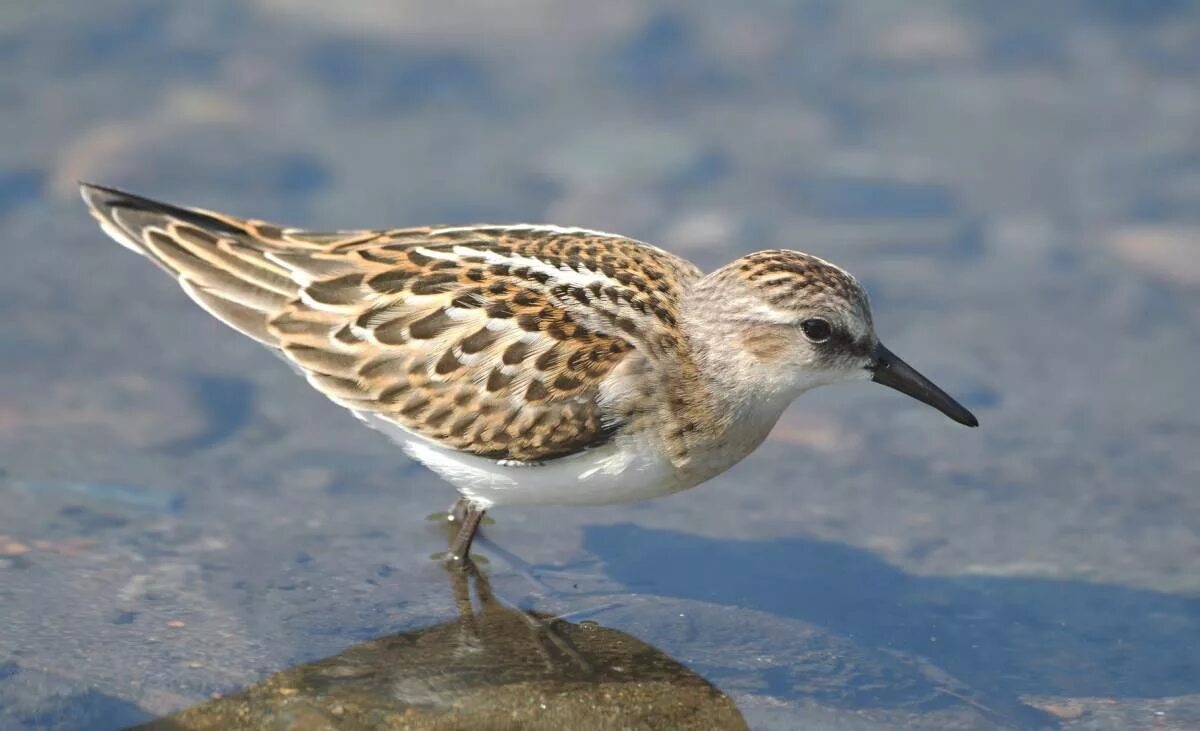 Кулики птицы фото с названиями Little Stint (Calidris minuta). Birds of Siberia.