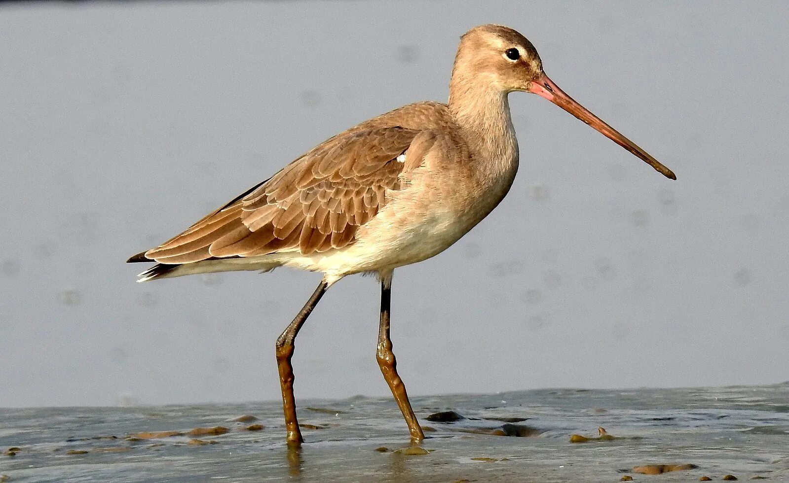 Кулики птицы фото с названиями Файл:Black-tailed Godwit Limosa limosa by Dr. Raju Kasambe DSCN0795.jpg - Википе