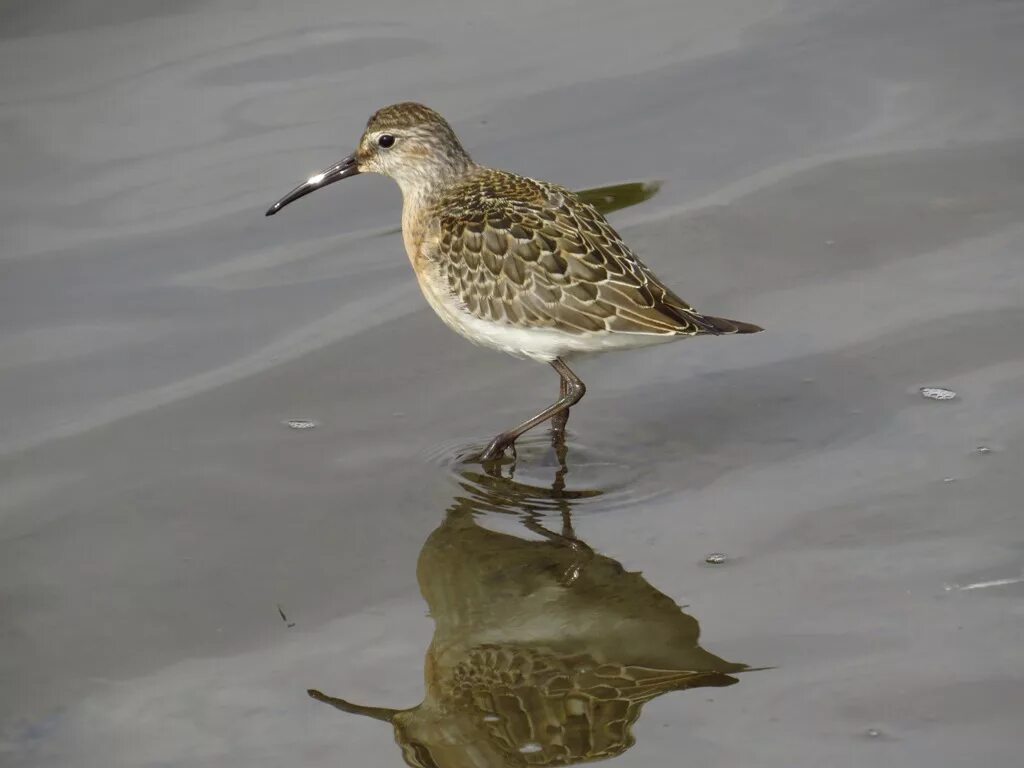 Кулики птицы фото с названиями Краснозобик (Calidris ferruginea). Птицы Сибири.