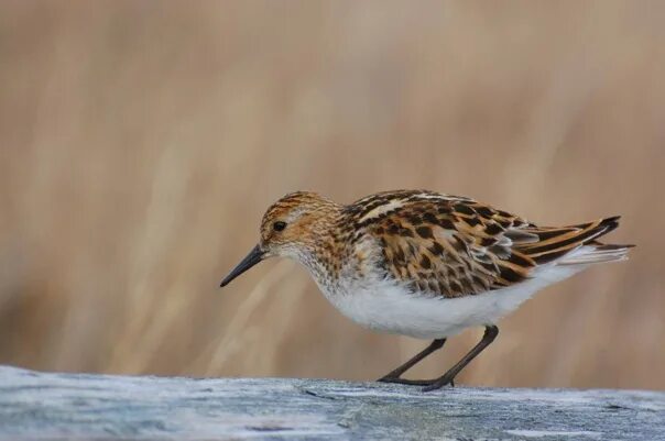 Кулики птицы фото с названиями Кулик-воробей (лат. Calidris minuta) © Дмитрий Низовцев - Воробей? - Кулик-вороб
