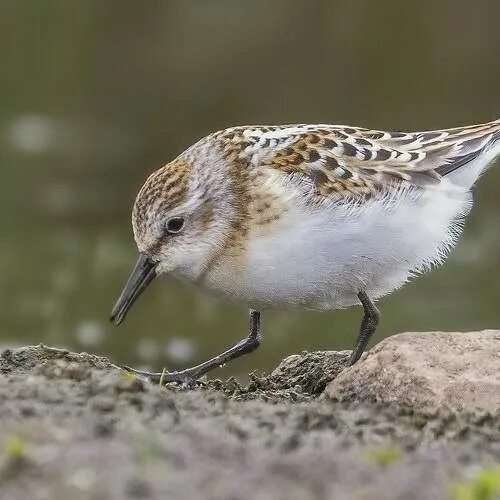 Кулики птицы фото с названиями Фото тега little stint. 35photo.pro