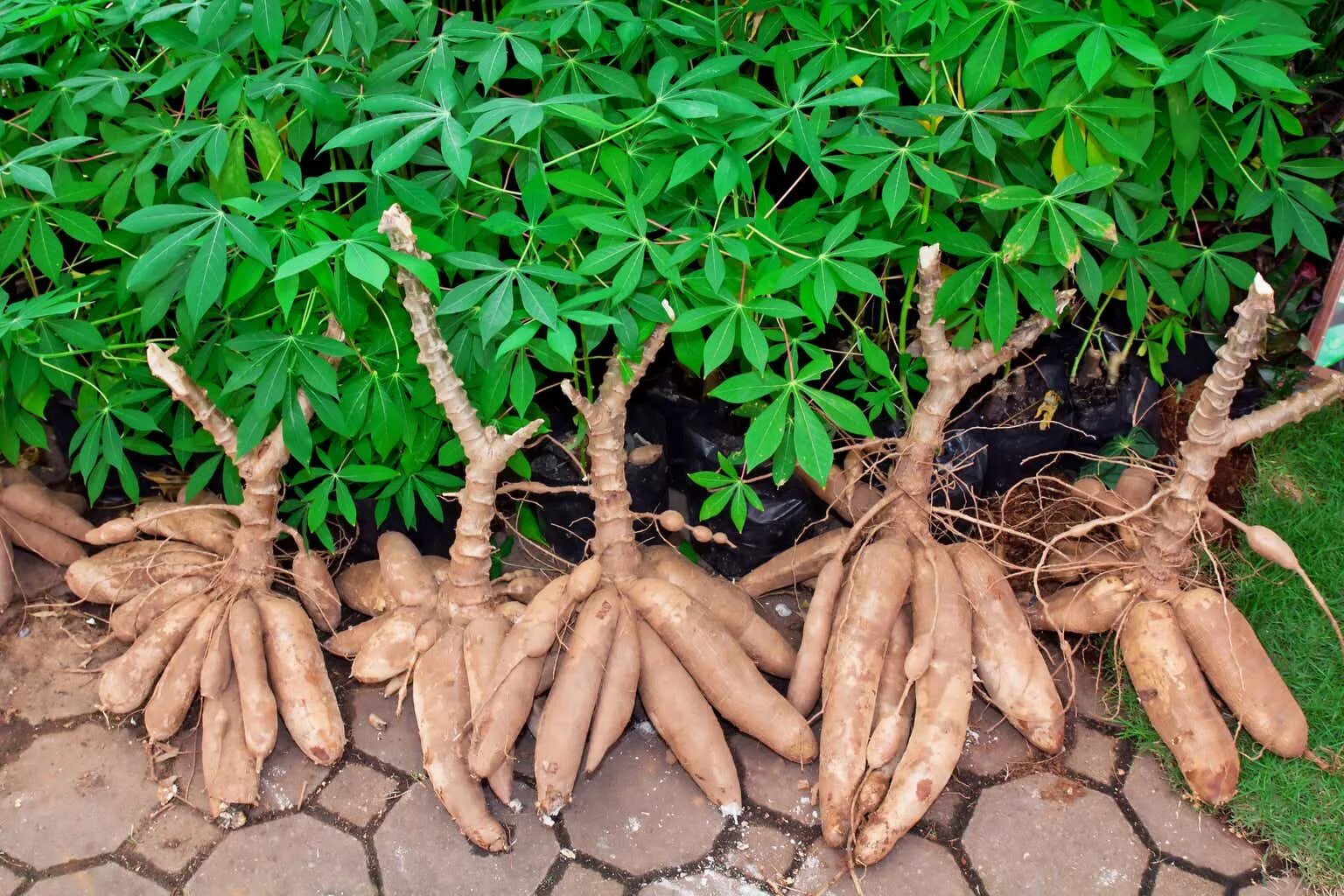 Культур растения фото Cassava Sciences: Is This Battleground Stock A Buy Or Sell? (NASDAQ:SAVA) Seekin