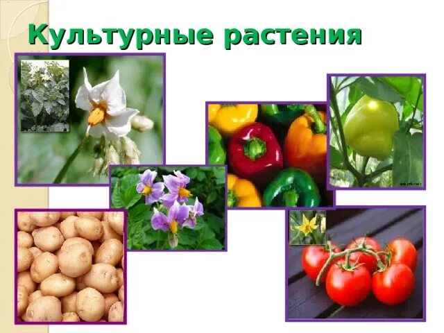 Культур растения фото 10 класс Б/Х, презентация на тему "Семейства растений" (25.02.2021)