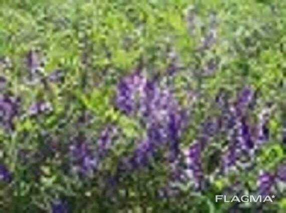 Культура вика фото Вика, озимая - Купить в Минске на Flagma.by #3364728