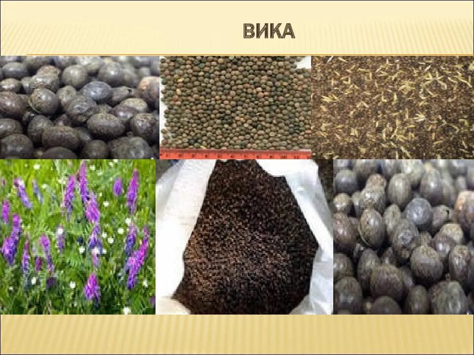 Культура вика фото Вика культура - MosRosa.ru