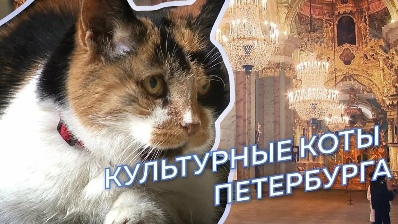 Культурный кот октябрьская ул 17а фото Митяй, Фрося и Капитолина: чем занимаются культурные коты Петербурга - YouTube