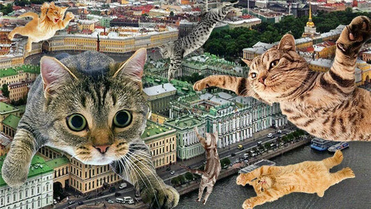 Культурный кот октябрьская ул 17а фото Архивы Республика кошек - Родина на Неве