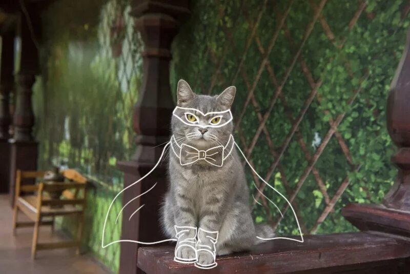 Культурный кот октябрьская ул 17а фото Самые культурные коты живут в Астрахани - АстраКульт