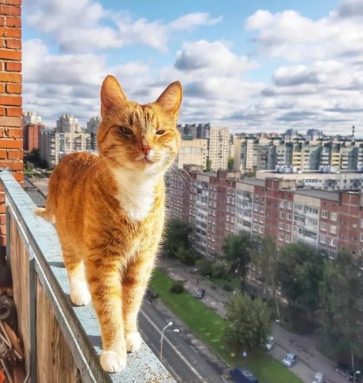 Культурный кот октябрьская ул 17а фото https://www.facebook.com/spblive.ru/photos/a.1459094584316866/2773996952826616/?