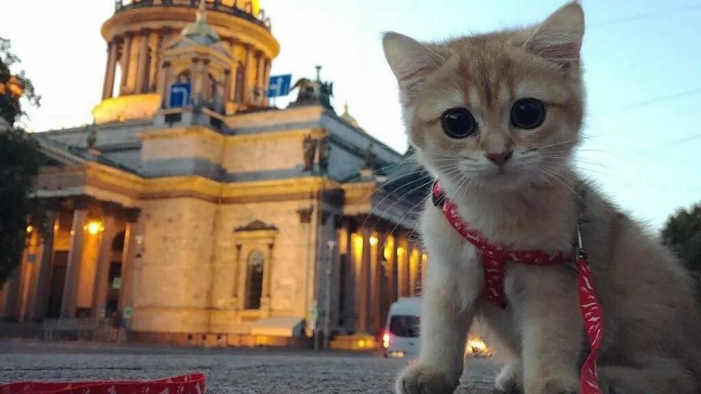 Культурный кот октябрьская ул 17а фото В Петербурге на несколько часов появится Котогвардейский бульвар