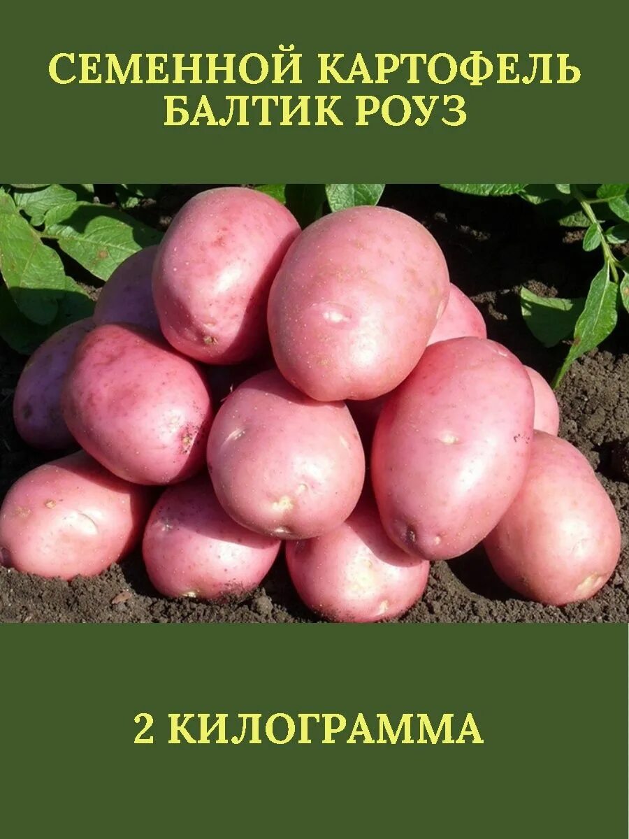 Кумач картофель характеристика отзывы фото Семенной картофель БАЛТИК РОУЗ - 2 килограмма ПОИСК 159323929 купить в интернет-