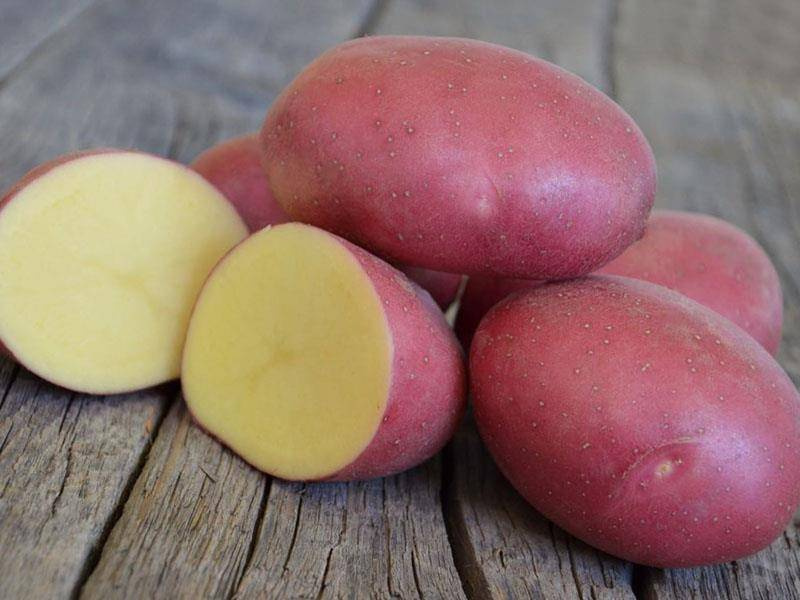 Кумач картофель характеристика отзывы фото Семена Картофеля Ред - купить в интернет-магазине OZON по низкой цене