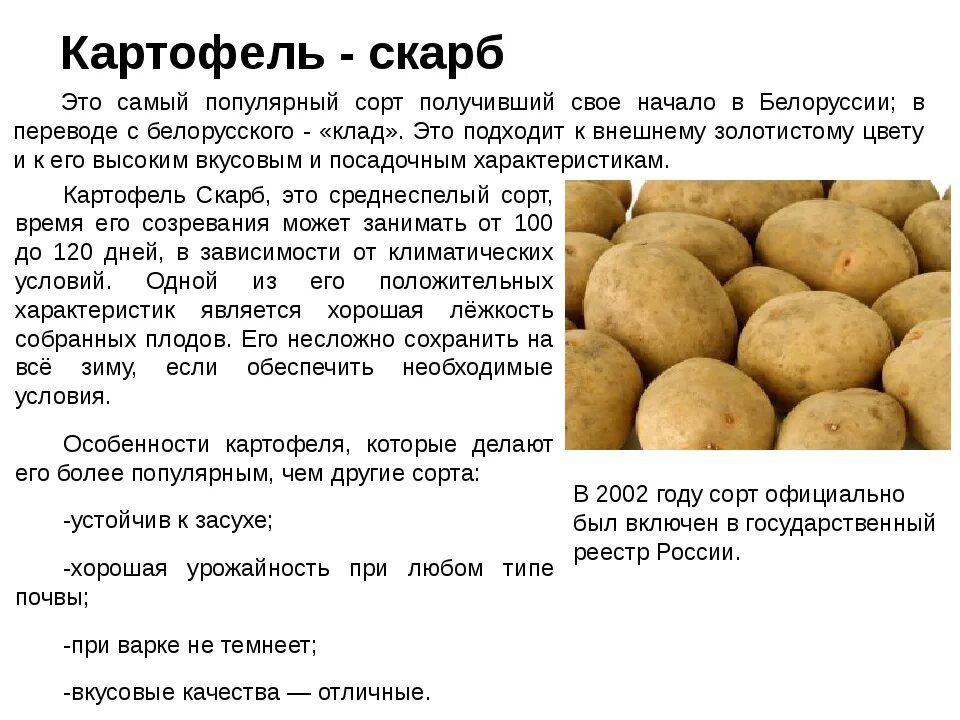 Кумач картофель характеристика отзывы фото Описание картофеля eCookie.ru