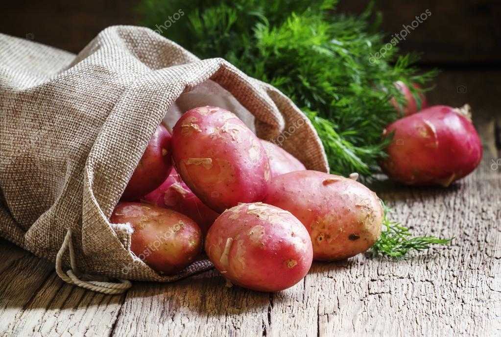Кумач картофель характеристика отзывы фото Фото КУМАЧ КАРТОФЕЛЬ ХАРАКТЕРИСТИКА ОТЗЫВЫ