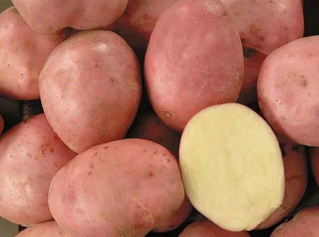 Кумач картофель характеристика отзывы фото Купить Картофель Кумач - АгроНика