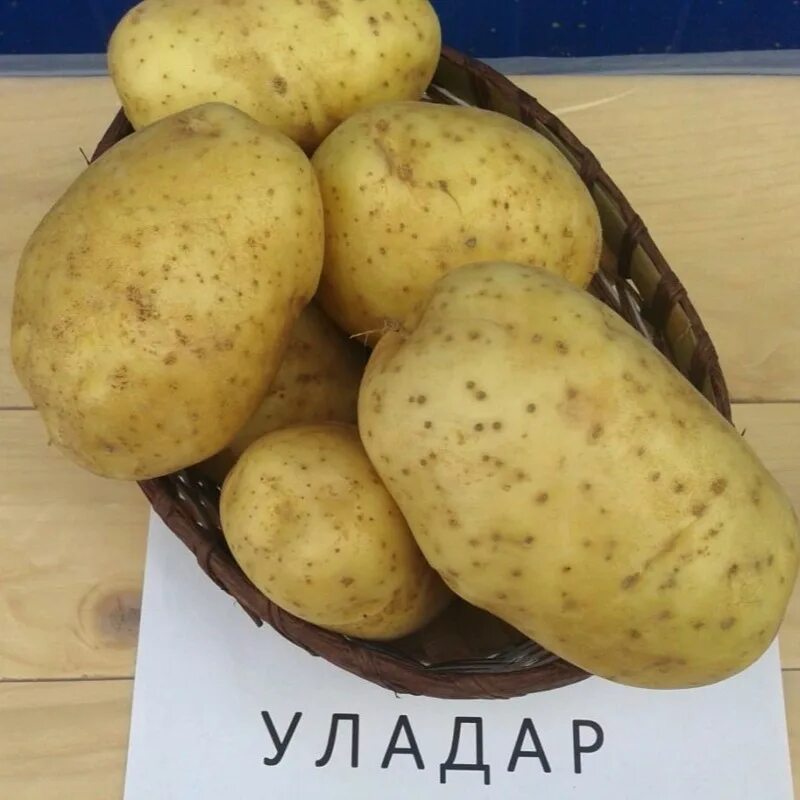 Кумач картофель характеристика отзывы фото Картофель Уладар 1/Ранний - купить с доставкой почтой, оптом и в розницу, цены, 