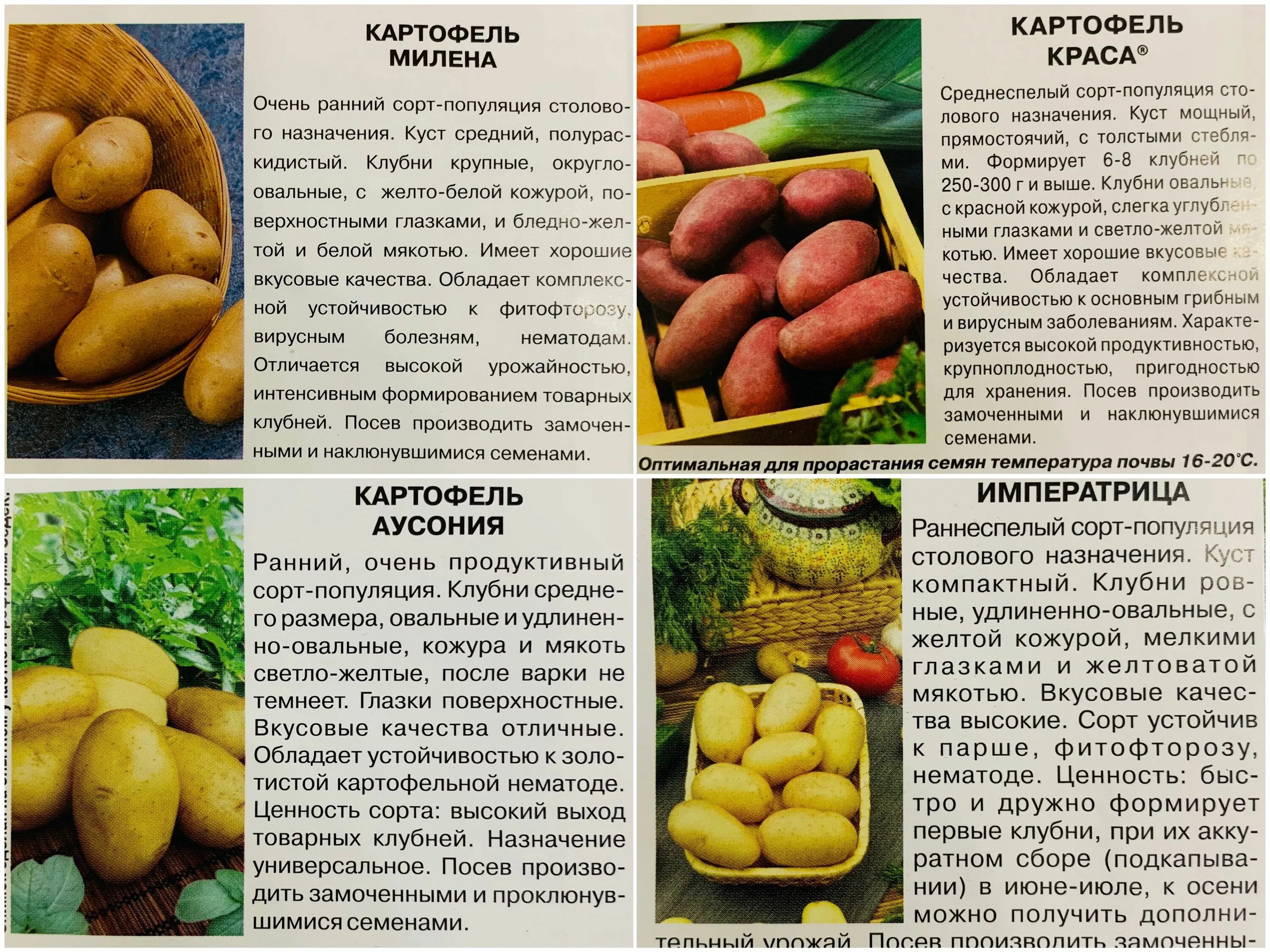 Кумач картофель характеристика отзывы фото Картофель Семена СеДек Картофель - купить по выгодным ценам в интернет-магазине 