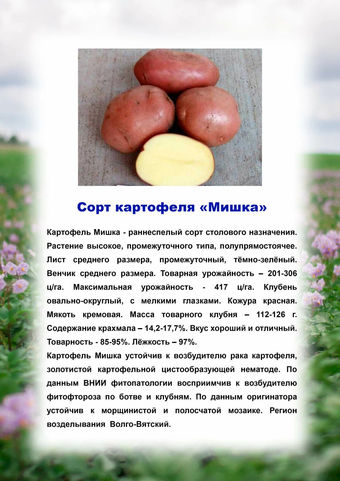Кумач картофель характеристика отзывы фото Картофель Беллароза: описание и характеристика сорта, посадка и уход, отзывы с ф