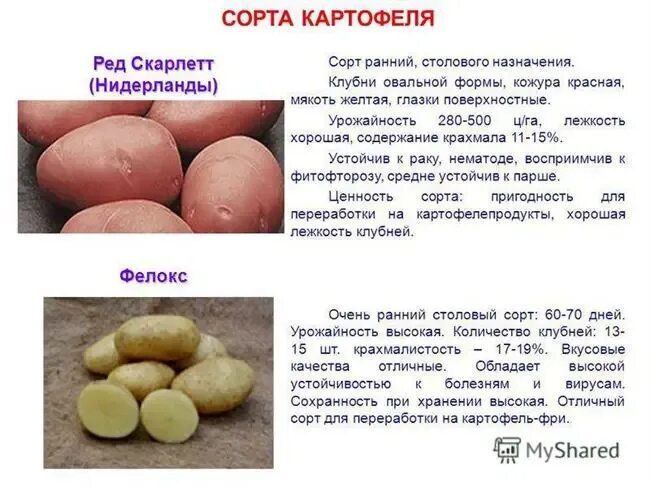Кумач картофель характеристика отзывы фото Картофель Любимец Сорта картофеля