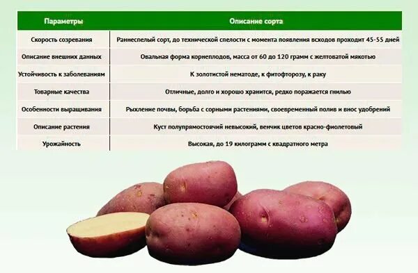 Кумач картофель характеристика отзывы фото Сорт картофеля Ред Скарлет, описание, характеристика и отзывы, а также особеннос