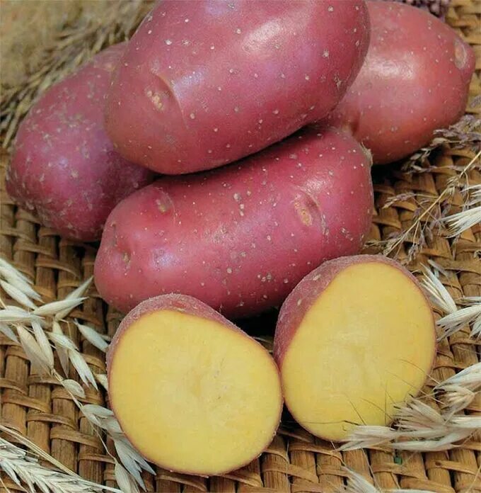 Кумач сорт картофеля характеристика отзывы фото Русский огород / Мираж Картофель Семенной (Репродукция ЭЛИТ) по 2кг в сетке. Сем