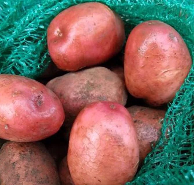 Кумач сорт картофеля характеристика отзывы фото Картофель Беллароза - описание сорта, фото, отзывы