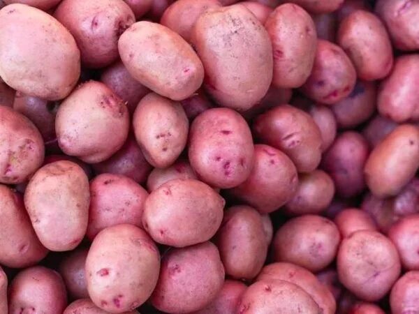 Кумач сорт картофеля характеристика отзывы фото Клубни купить по выгодной цене в интернет-магазине OZON (1541190319)