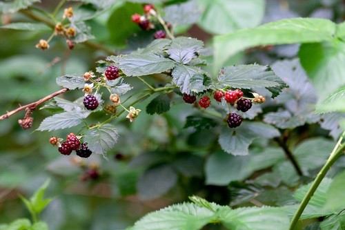 Куманика что это за ягода фото Ness bramble (Rubus nessensis) - iNaturalist Canada