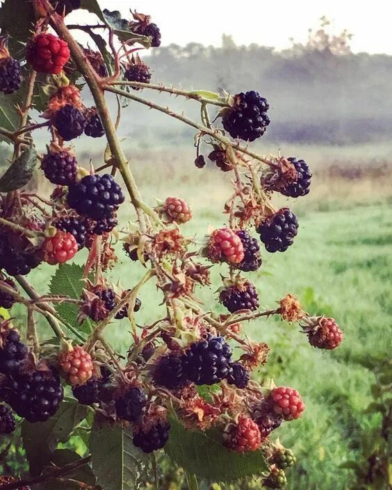 Куманика ягода фото и описание blackberries Country life, Nature, Berries