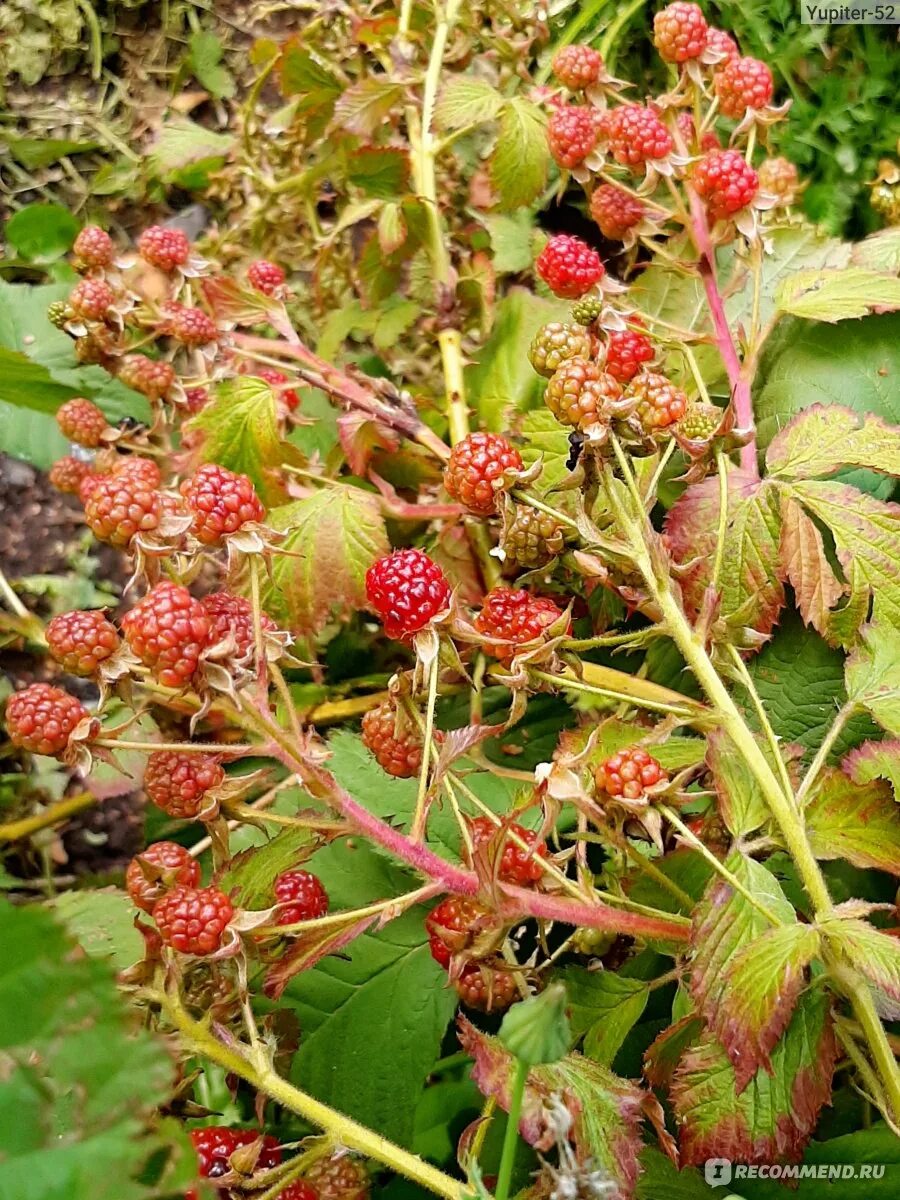 Куманика ягода фото и описание где Ежевика (Rubus fruticous L.) - "Росяника, куманика - их попробуй, отличи - ка! П