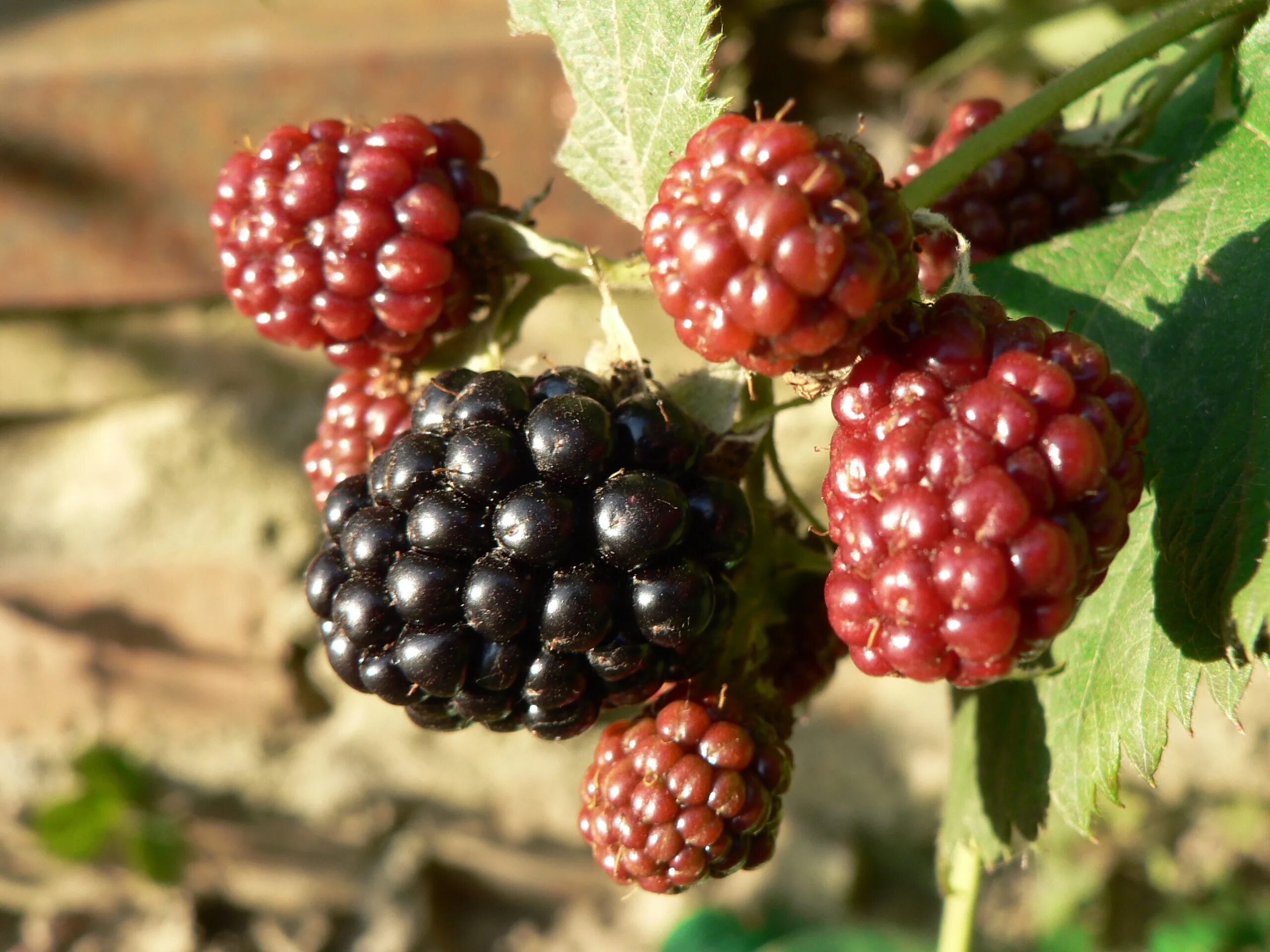 Куманика ягода фото и описание где Free Images : nature, fruit, berry, flower, summer, food, produce, blackberry, b