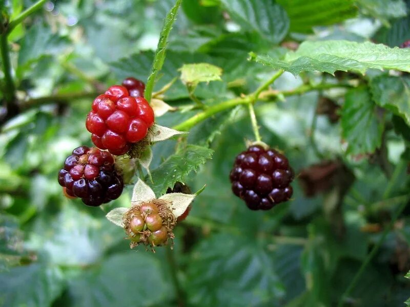 Куманика ягода фото и описание где Rubus nessensis - Image of an specimen - Plantarium