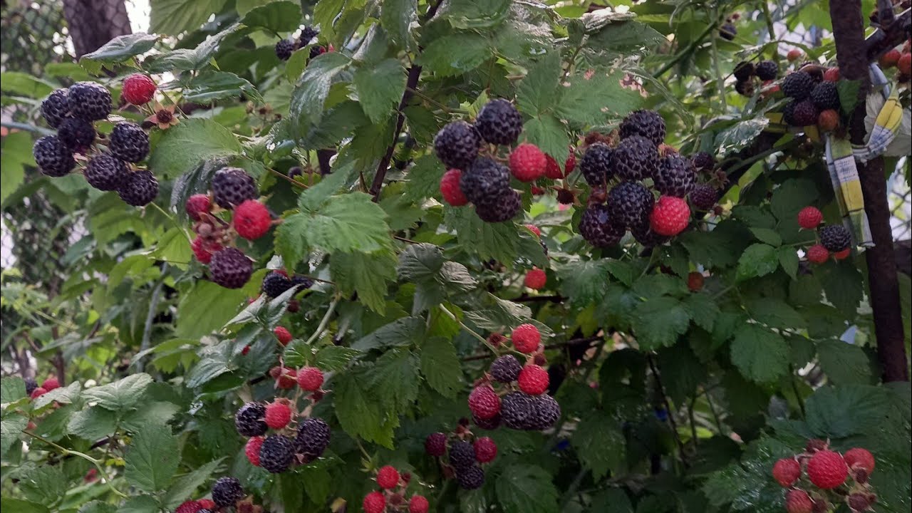 Кумберленд описание сорта фото отзывы Подвязка чёрной малины Кумберленд "столбиком" - YouTube