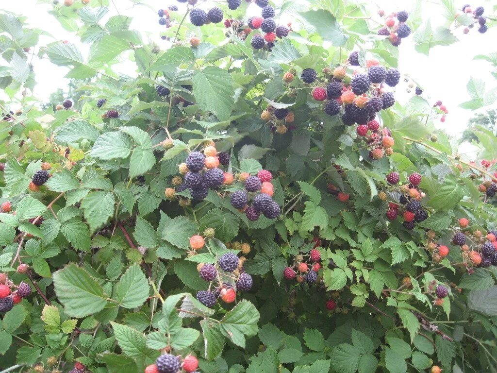 Кумберленд описание сорта фото отзывы Саженцы малины кумберленд черная купить в Москве по цене от 590 рублей