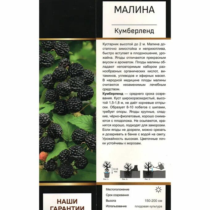 Кумберленд описание сорта фото отзывы Малина Кумберленд перспективный (Поиск) 1шт (в коробке) средний. Цветы весенней 
