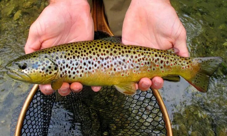 Кумжа рыба фото Driftless area, Trout painting, Trout