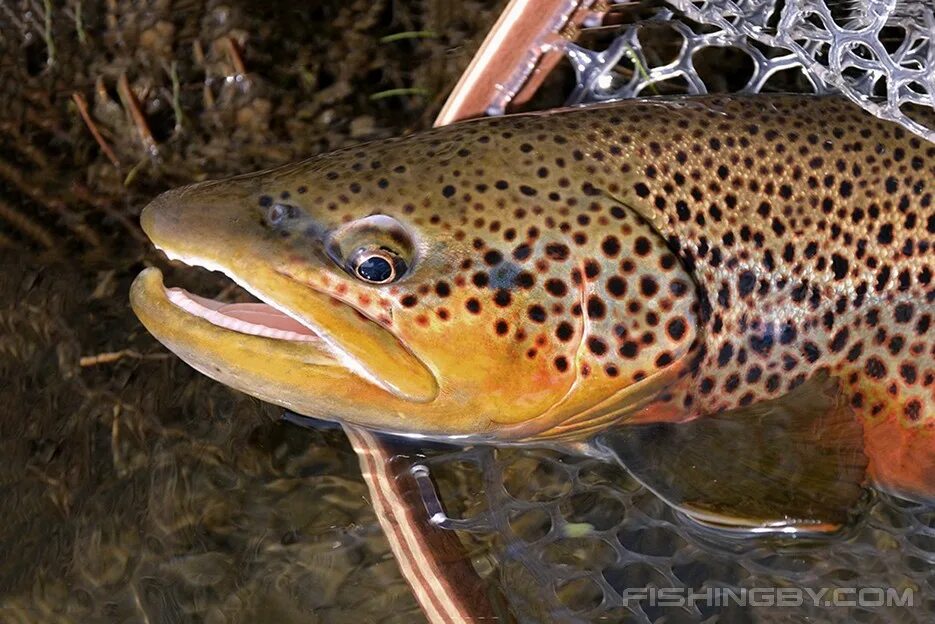 Кумжа рыба фото Кумжа (Salmo trutta) FishingBY.com