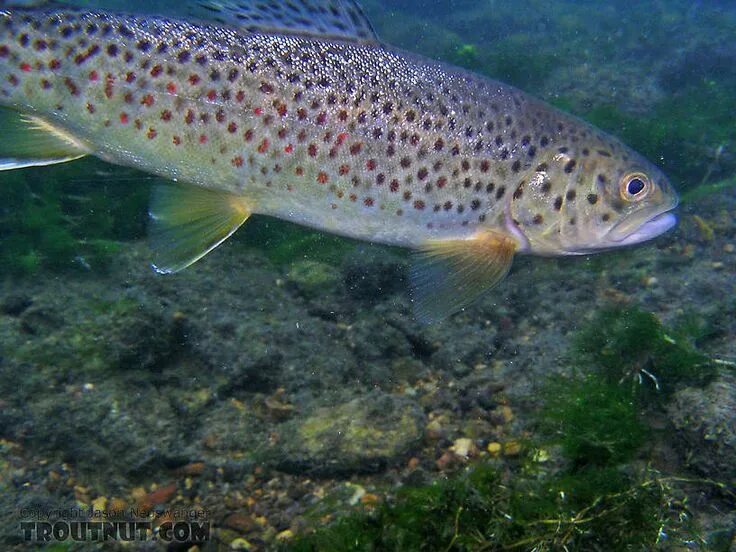 Кумжа рыба фото Trout in stream Trout, Fish, Brown trout