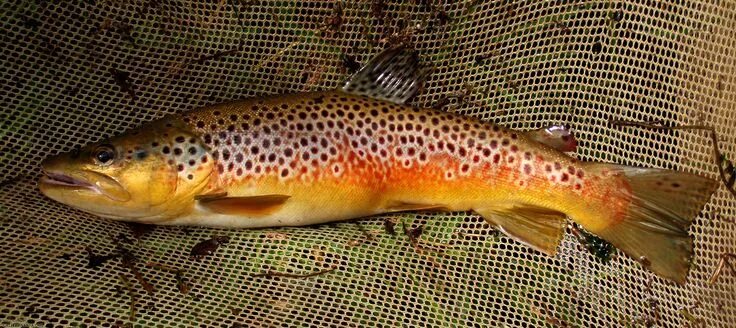 Кумжа рыба фото Beautiful Brown Trout in Cortland County, NY