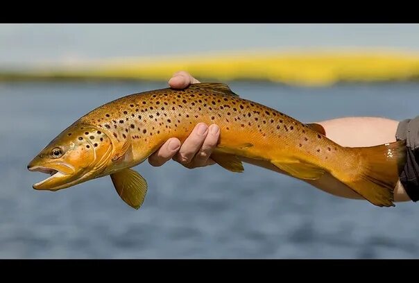 Кумжа рыба фото capnfishy.co.uk 2022 KOLA FISH - рыбалка на Кольском п-ве VK