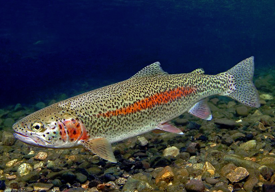 Кумжа рыба фото Rainbow Trout Wild Kratts Wiki Fandom