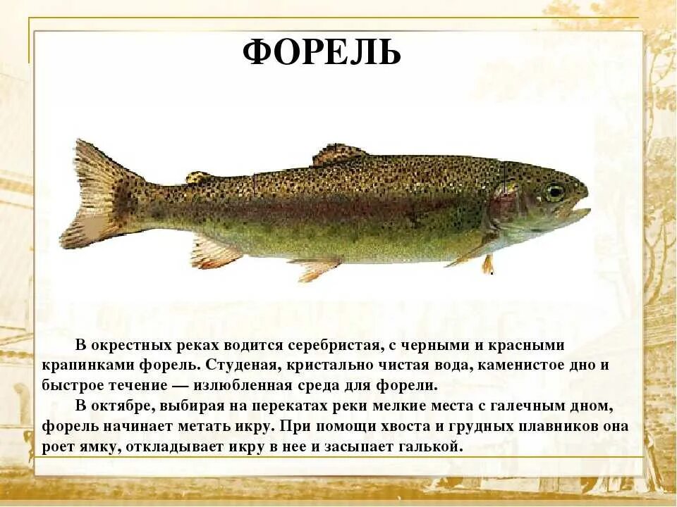 Кумжа рыба фото описание где водится Форель откуда - CoffeePapa.ru